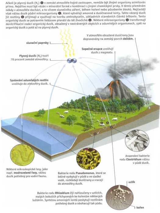 cyklus dusíku-02.jpg